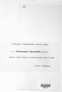 Peronospora myosotidis image